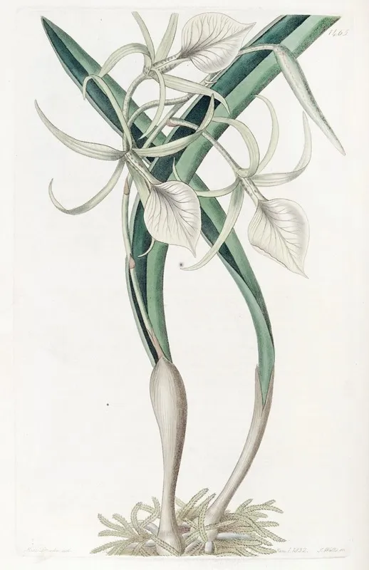 Knotty Brasavola Wall Art by Sydenham Edwards - High-Resolution Digital Print