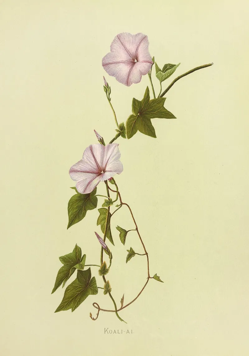 Koali Ai Wall Art by Isabella McHutcheson Sinclair - High-Resolution Digital Print