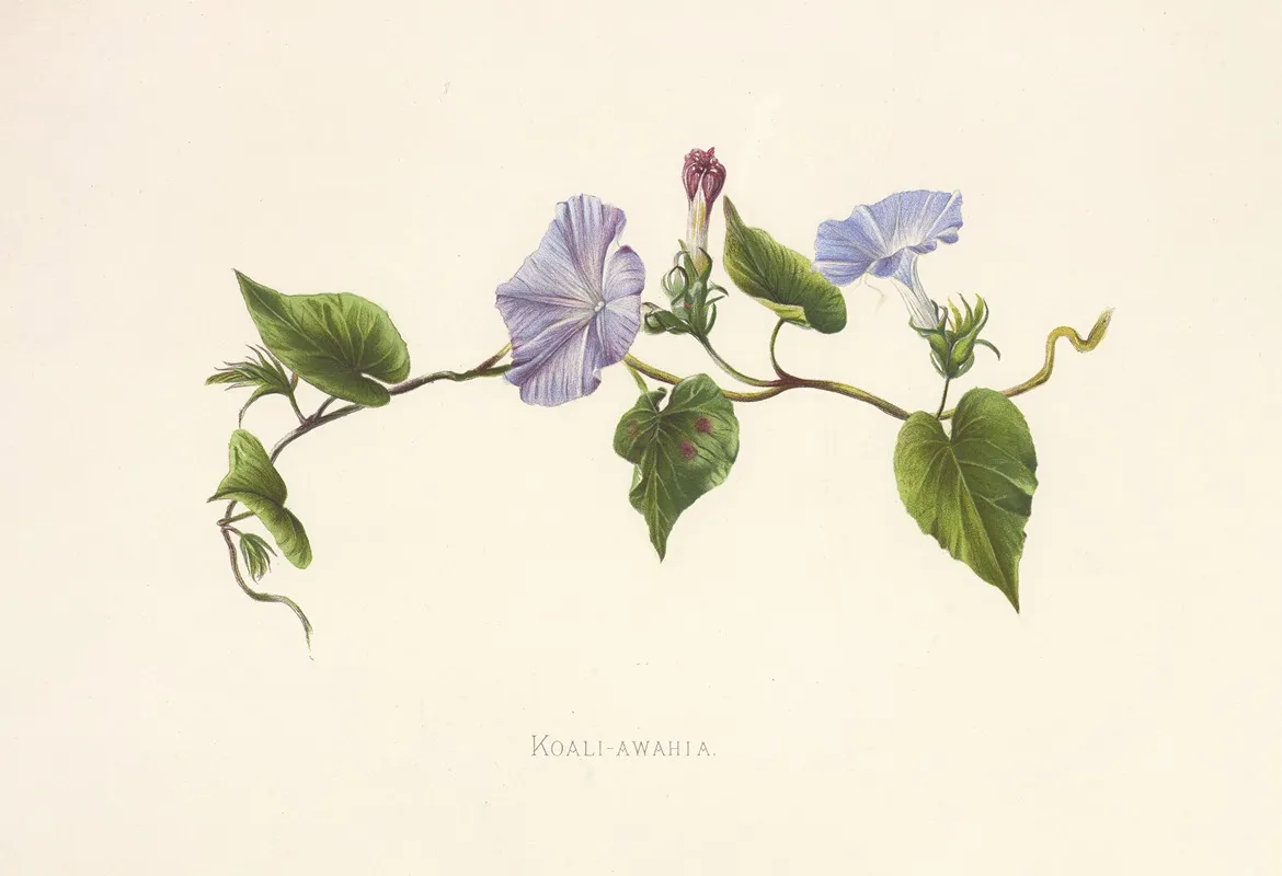 Koali Awahia Wall Art by Isabella McHutcheson Sinclair - High-Resolution Digital Print
