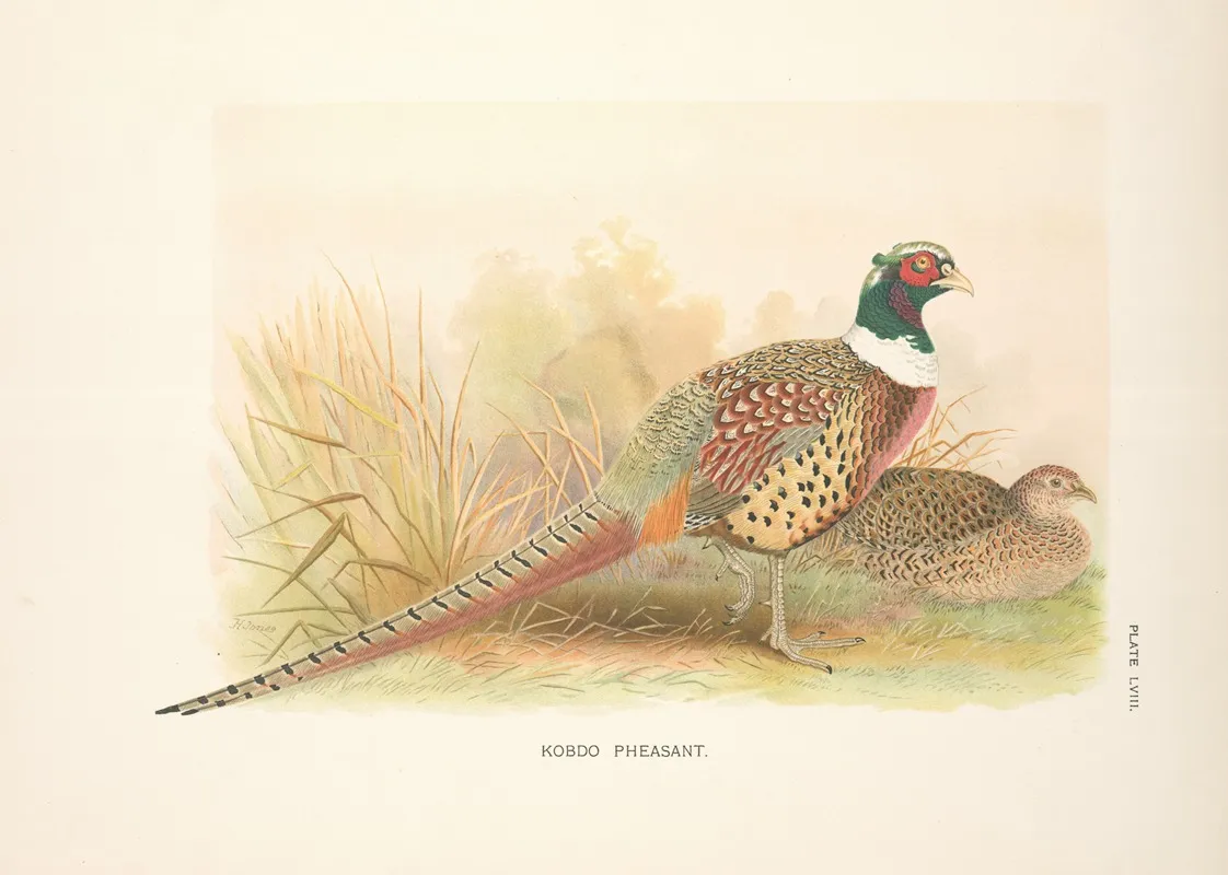 Kobdo Pheasant Phasianus Colchicus Hagenbecki Wall Art by Henry Jones - High-Resolution Digital Print