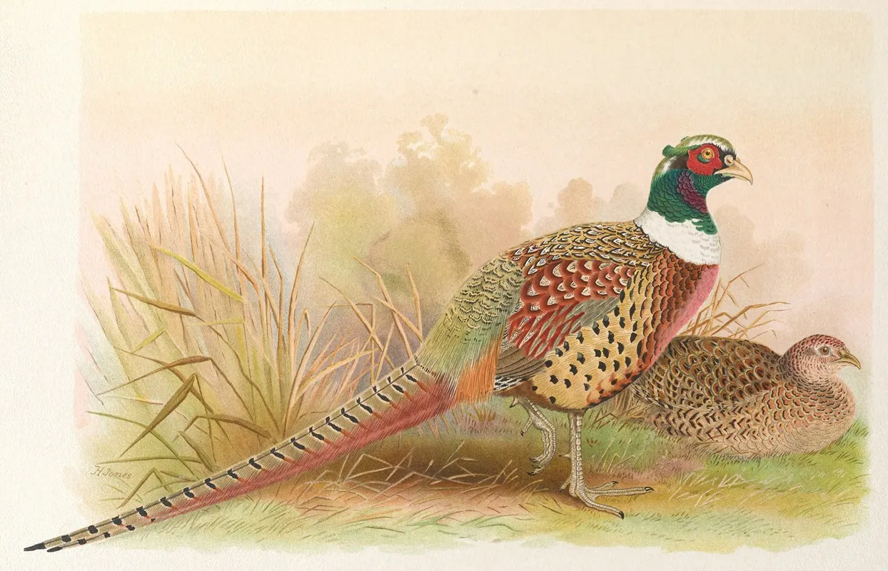 Kobdo Pheasant Wall Art by Henry Jones - High-Resolution Digital Print