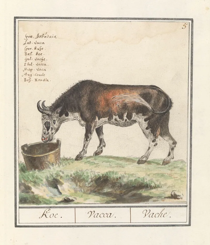 Koe Bos Taurus Koe Vacca Vache Wall Art by Anselmus Boëtius de Boodt - High-Resolution Digital Print