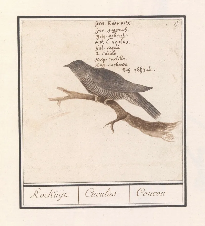 Koekoek Cuculus Canorus Koekuijl Cuculus Coucou Wall Art by Anselmus Boëtius de Boodt - High-Resolution Digital Print