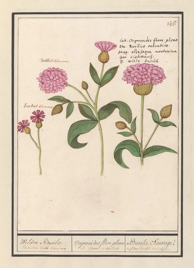 Koekoeksbloem Silene Dioica Wilden Basilie Ocijmiodes Flore Pleno Basilie Sauvage Wall Art by Anselmus Boëtius de Boodt - High-Resolution Digital Print