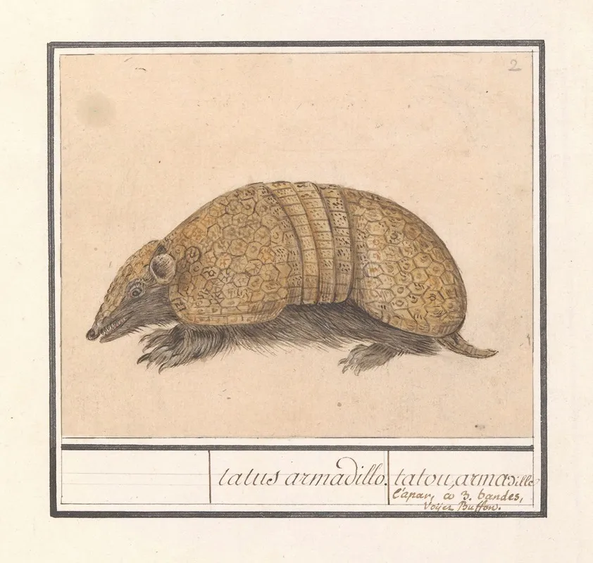 Kogelgordeldier Tolypeutes Matacus Tatus Armadillo Tatou Armadille Lapar Co 3 Bandes Voyez Buffon Wall Art by Anselmus Boëtius de Boodt - High-Resolution Digital Print
