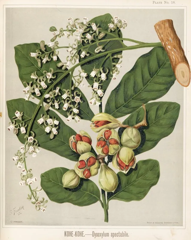 Kohe Kohe Dysoxylum Spectabile Plate 18 Wall Art by Sarah Featon - High-Resolution Digital Print