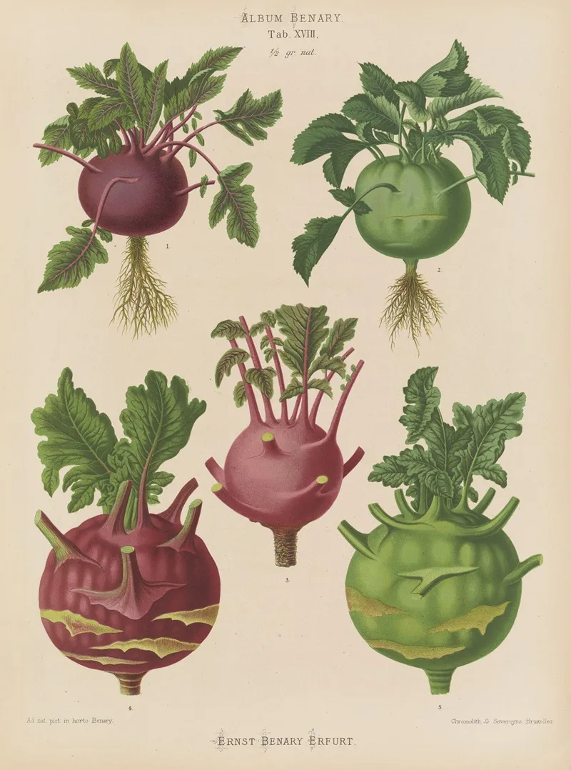 Kohl Rabi Or Turnip Rooted Cabbage Wall Art by Ernst Benary - High-Resolution Digital Print