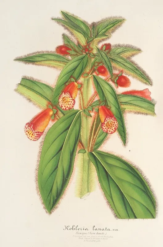 Kohleria Lanata Wall Art by Charles Antoine Lemaire - High-Resolution Digital Print