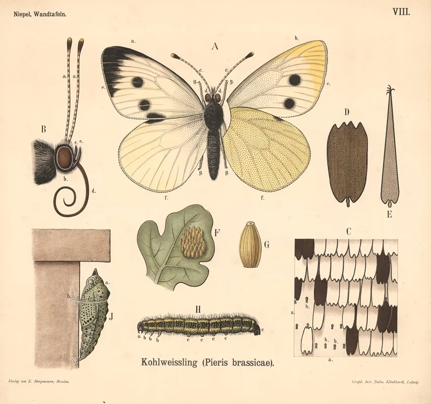 Kohlweissling Pieris Brassicae Wall Art by Julius Klinkhardt - High-Resolution Digital Print