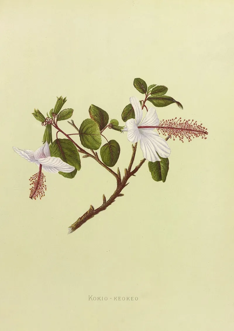 Kokio Keokeo Wall Art by Isabella McHutcheson Sinclair - High-Resolution Digital Print