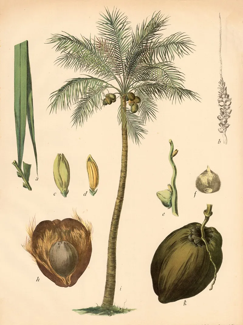 Kokospalme Wall Art by C. Dietrich - High-Resolution Digital Print