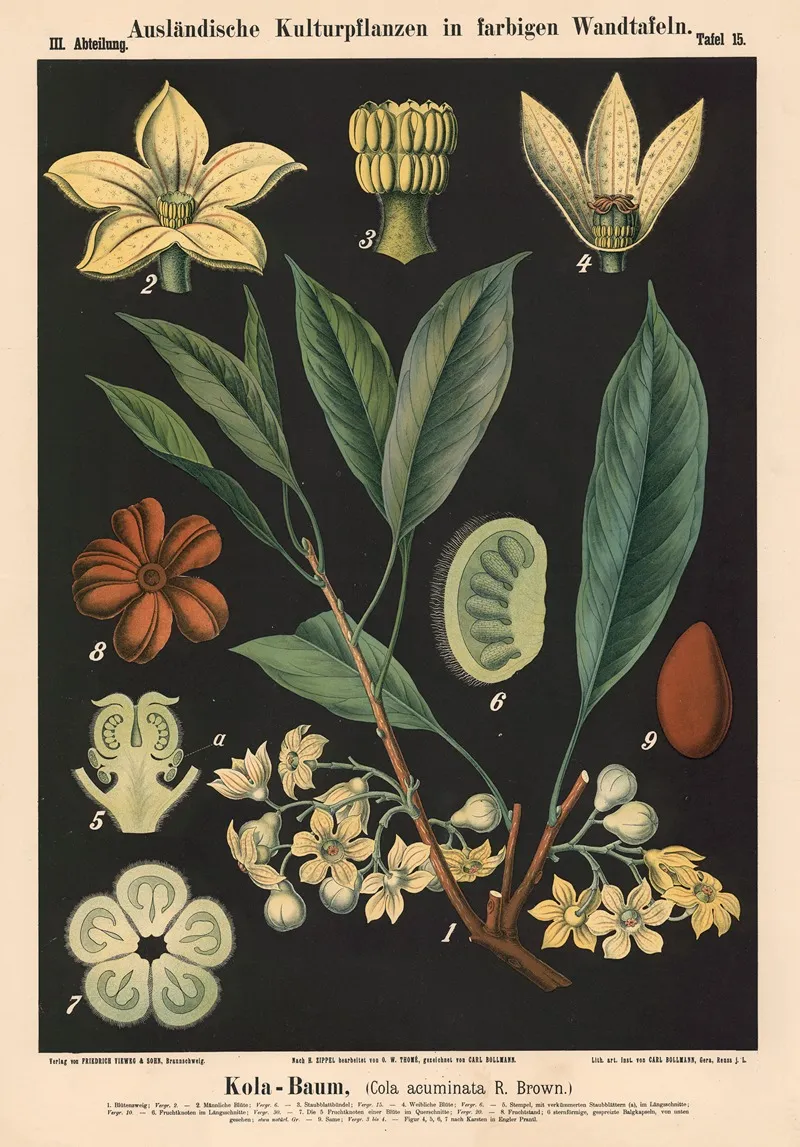 Kola Baum Cola Acuminata R Brown Wall Art by Carl Bollmann - High-Resolution Digital Print