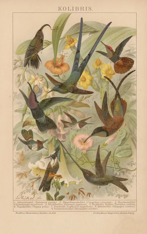 Kolibris Wall Art by Gustav Mützel - High-Resolution Digital Print