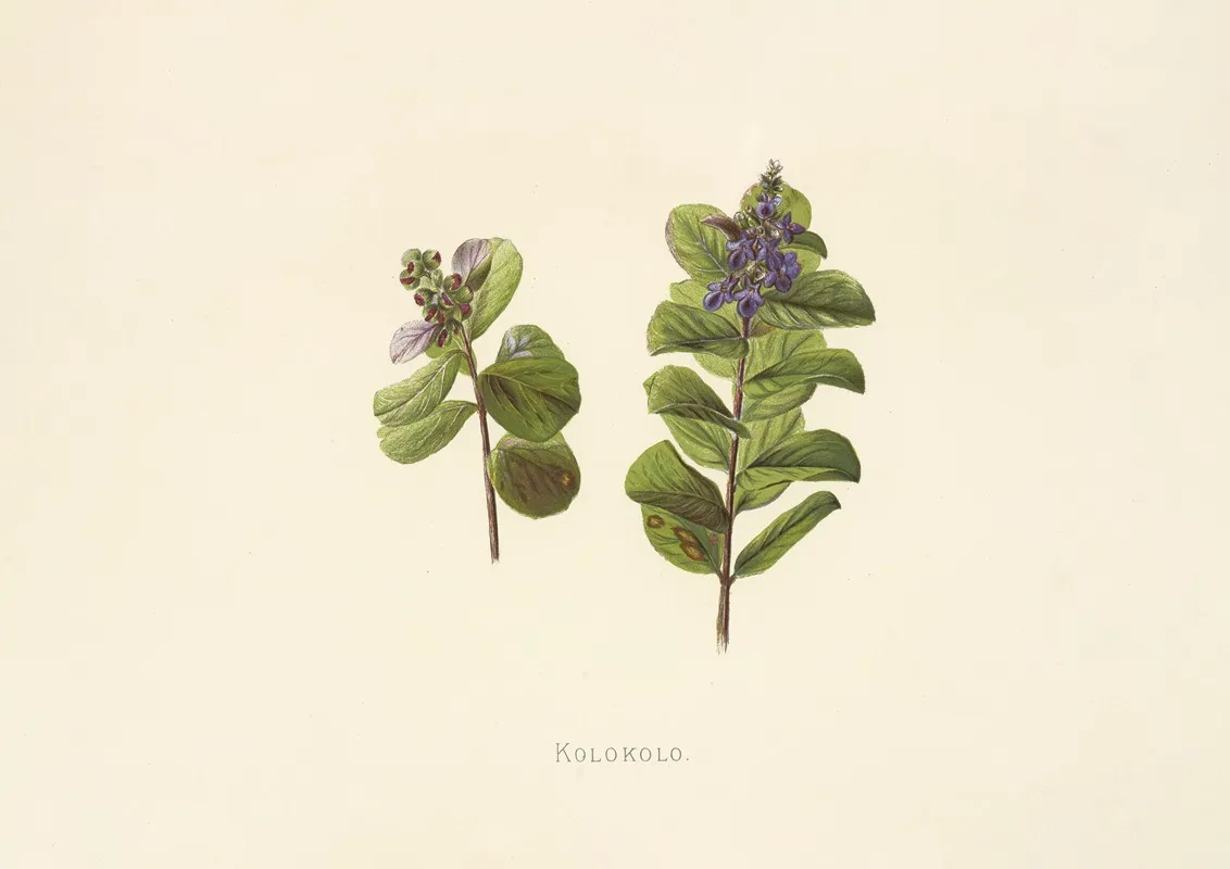 Kolokolo Wall Art by Isabella McHutcheson Sinclair - High-Resolution Digital Print