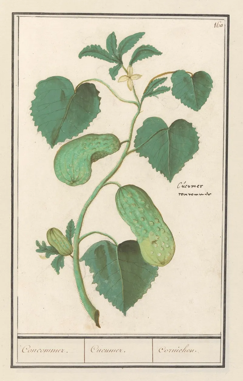 Komkommer Cucumis Sativus Concommer Cucumer Cornichon Wall Art by Anselmus Boëtius de Boodt - High-Resolution Digital Print