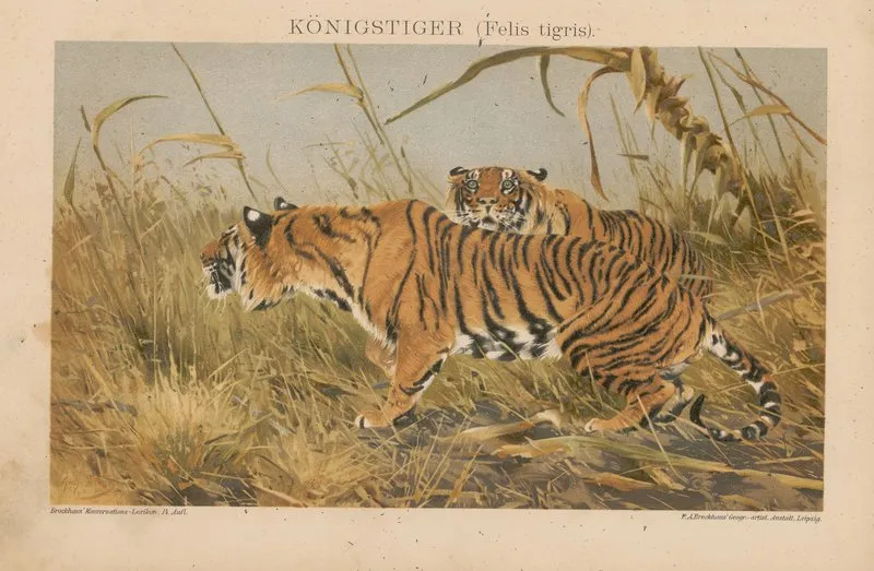 Konigstiger Wall Art by F.A. Brockhaus - High-Resolution Digital Print