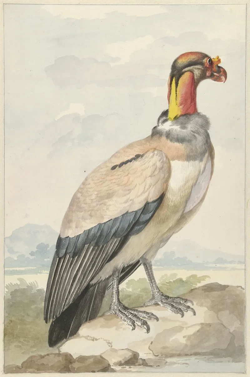 Koningsgier Sarcoramphus Papa Wall Art by Aert Schouman - High-Resolution Digital Print