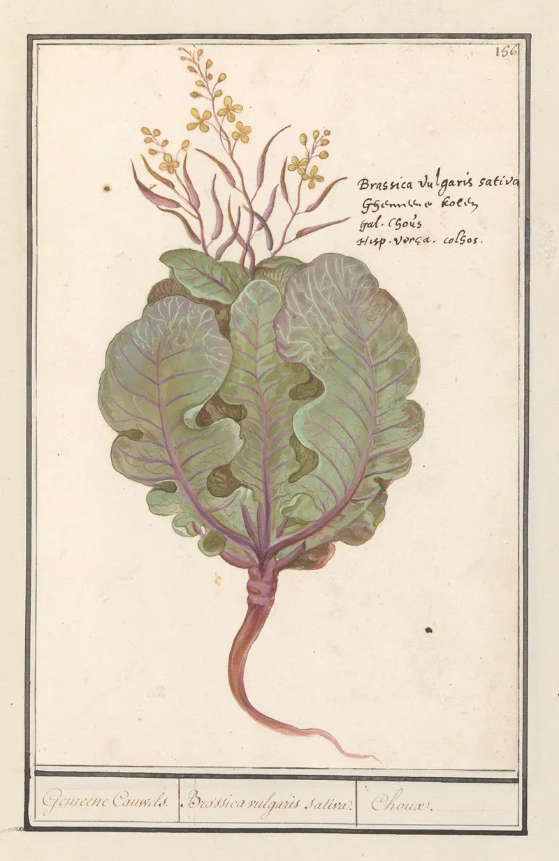 Kool Brassica Oleracea Gemeene Cauwels Brassica Vulgaris Saliva Choux Wall Art by Anselmus Boëtius de Boodt - High-Resolution Digital Print
