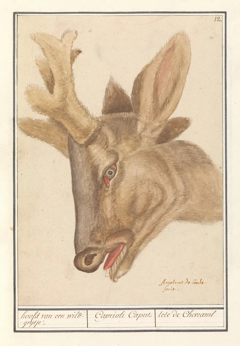 Kop Van Een Hert Cervidae Hoofd Van Een Wild Geijtje Caprioli Caput Tete De Chevraeuil Wall Art by Anselmus Boëtius de Boodt - High-Resolution Digital Print