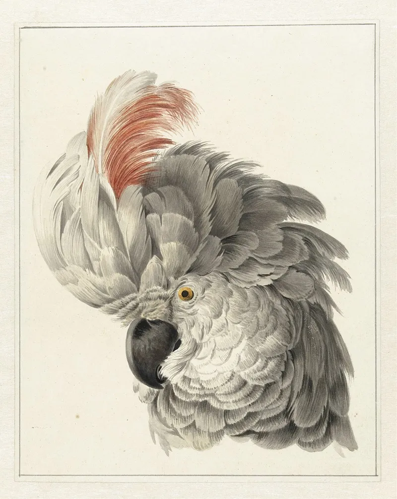 Kop Van Een Kaketoe Wall Art by Aert Schouman - High-Resolution Digital Print
