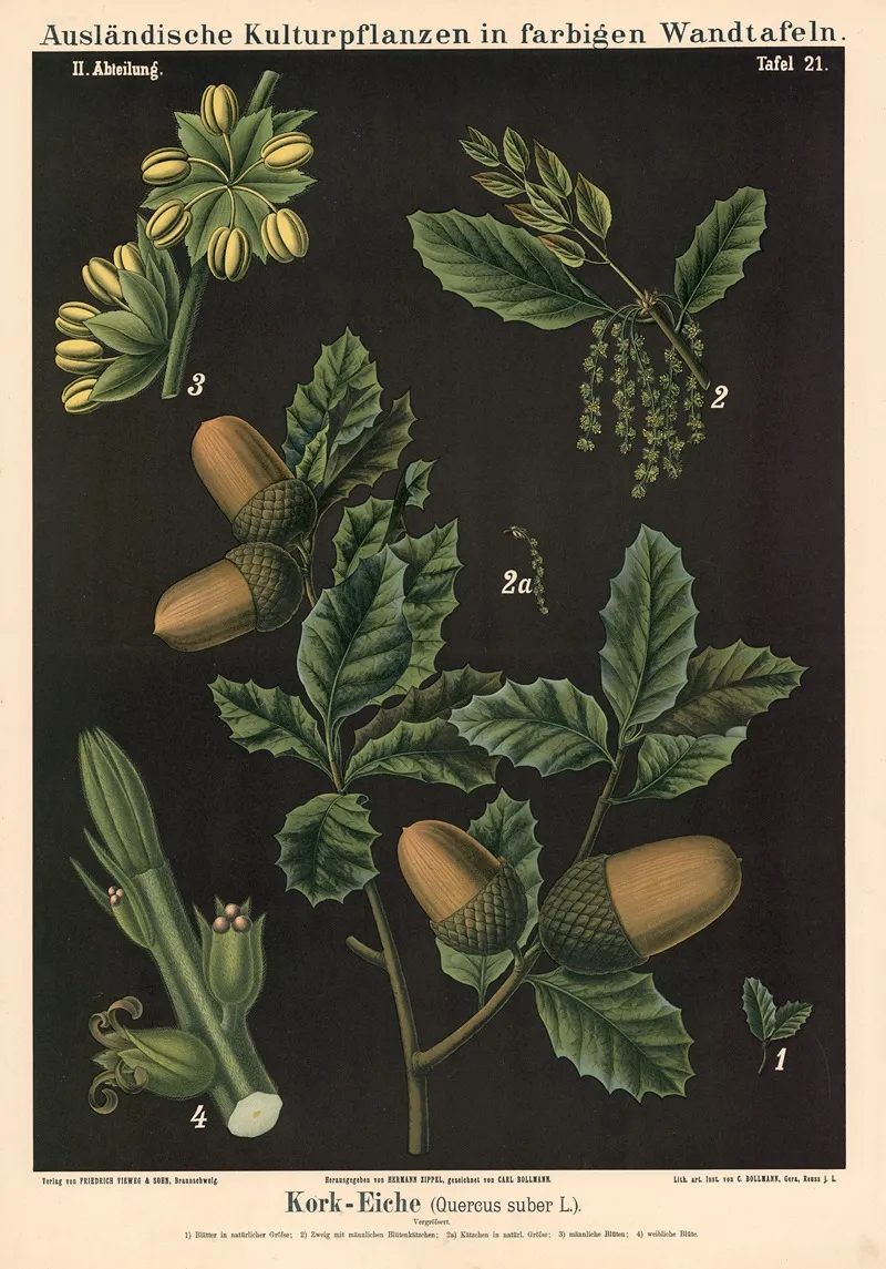 Kork Eiche Quercus Suber L Wall Art by Carl Bollmann - High-Resolution Digital Print