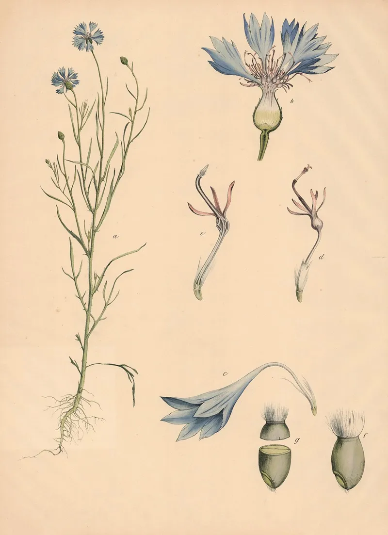Kornblume Wall Art by Franz Engleder - High-Resolution Digital Print