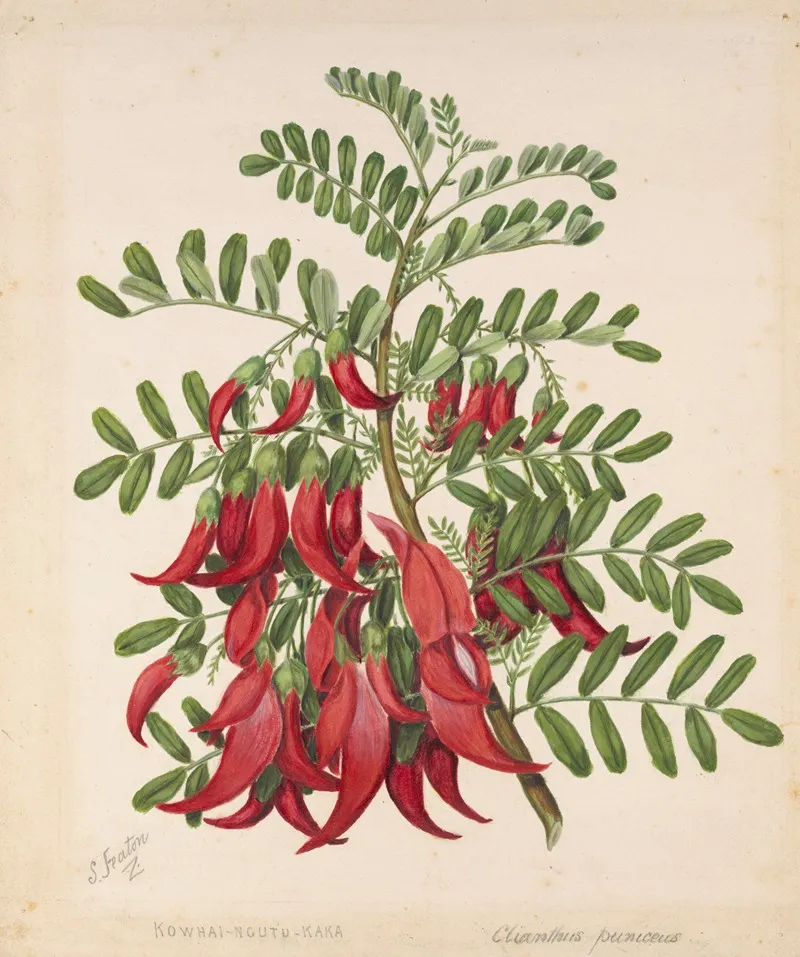 Kowhai Ngutu Kaka Clianthus Puniceus Wall Art by Sarah Featon - High-Resolution Digital Print