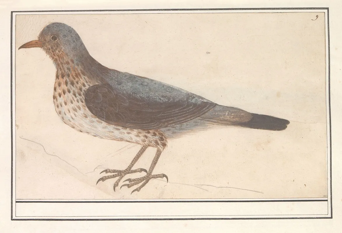Kramsvogel Turdus Pilaris Wall Art by Anselmus Boëtius de Boodt - High-Resolution Digital Print