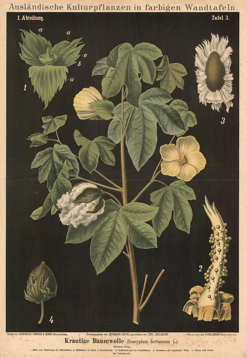 Krautige Baumwolle Gossypium Herbaceum L Wall Art by Carl Bollmann - High-Resolution Digital Print