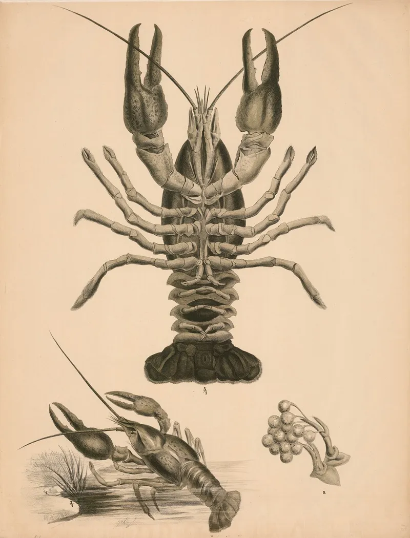 Krebs Astacus Fluviatilis Wall Art by Franz Engleder - High-Resolution Digital Print