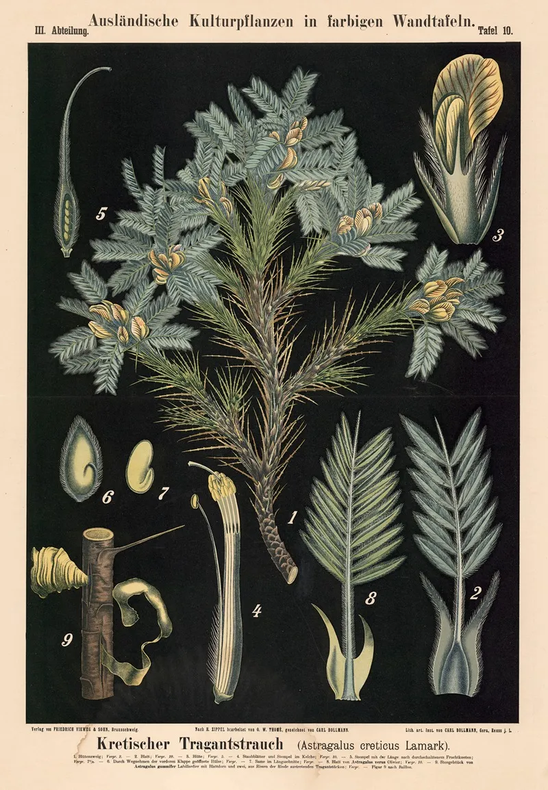 Kretischer Tragantstrauch Astragalus Creticus Lamark Wall Art by Carl Bollmann - High-Resolution Digital Print