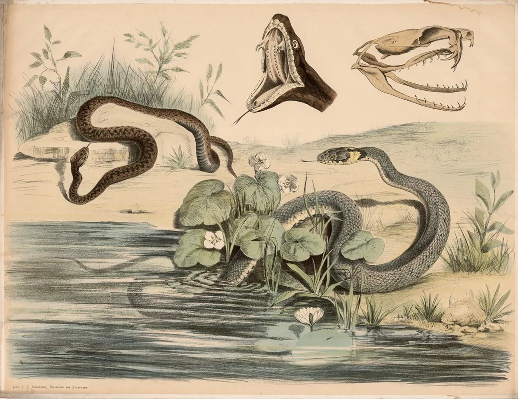 Kreuzotter Pelias Berus Ringelnatter Tropidonotus Natrix Schadel Und Geoffneter Rachen Der Ersteren Verg Wall Art by Franz Engleder - High-Resolution Digital Print