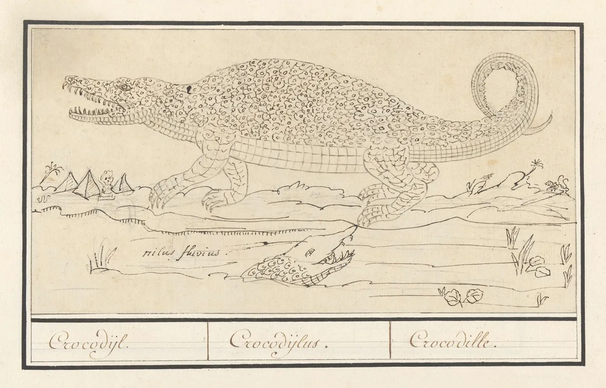 Krokodil Crocodylidae Crocodijl Crocodijlus Crocodille Wall Art by Anselmus Boëtius de Boodt - High-Resolution Digital Print