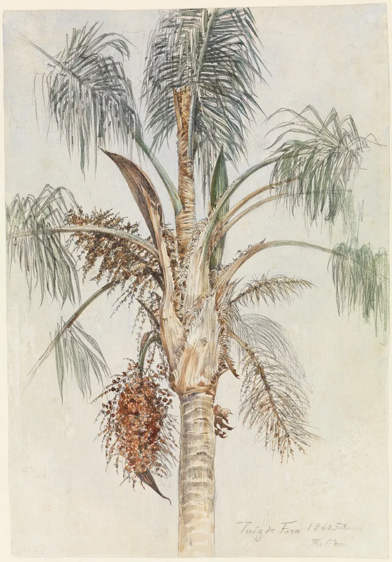 Krone Einer Palme Syagrus Macrocarpa In Juiz De Fora Wall Art by Ferdinand Keller - High-Resolution Digital Print