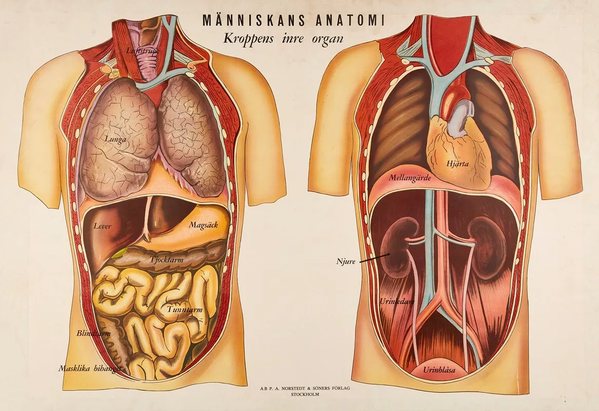 Kroppens Inre Organ Wall Art by Bergh-Norén - High-Resolution Digital Print