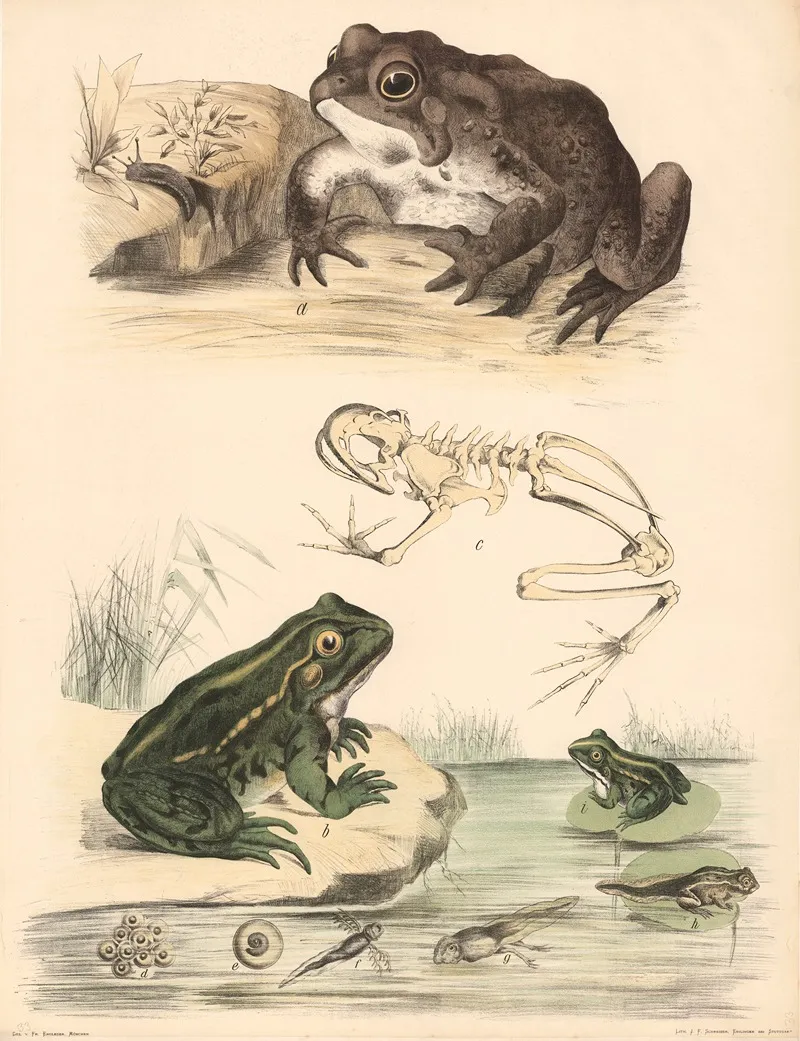 Krote Bufo Cinereus B Frosch Rana Esculenta C Skelett Des Frosches Wall Art by Franz Engleder - High-Resolution Digital Print