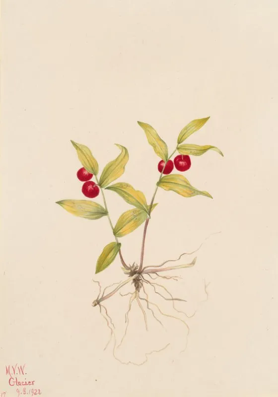 Kruhsea Kruhsea Streptopoides 2