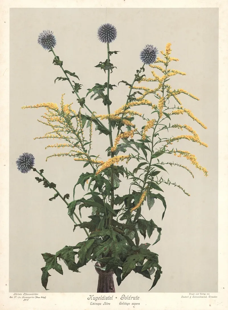 Kugeldistel Goldrute Echinops Ritro Solidago Aspera Wall Art by Leutert &amp; Schneidewind - High-Resolution Digital Print