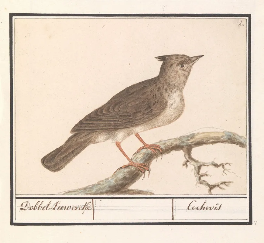 Kuifleeuwerik Galerida Cristata Wall Art by Anselmus Boëtius de Boodt - High-Resolution Digital Print