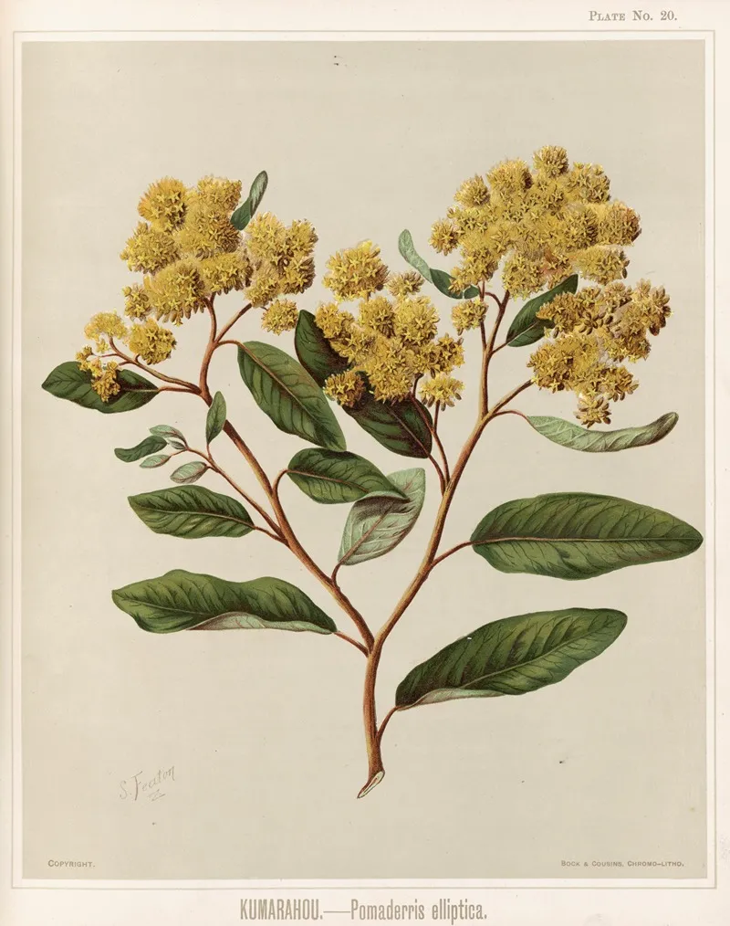 Kumarahou Pomaderris Elliptica Plate 20 Wall Art by Sarah Featon - High-Resolution Digital Print