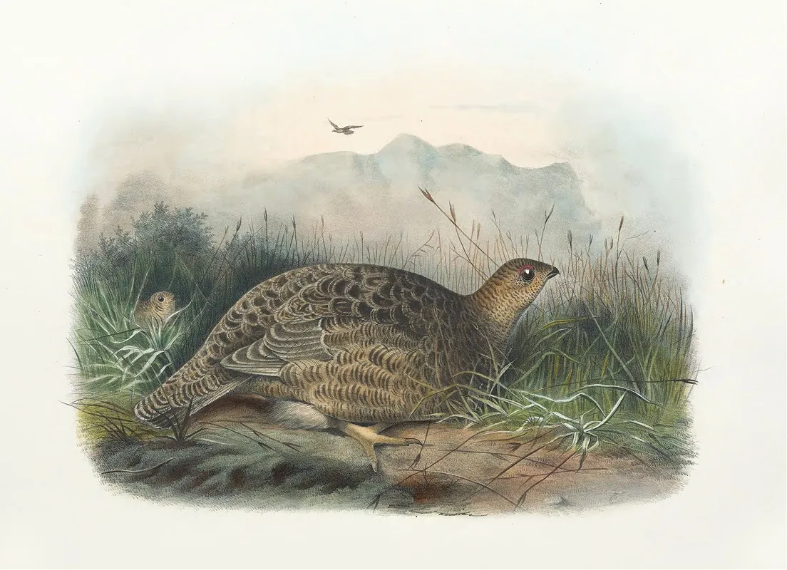 Kunalee Grouse Wall Art by Daniel Giraud Elliot - High-Resolution Digital Print
