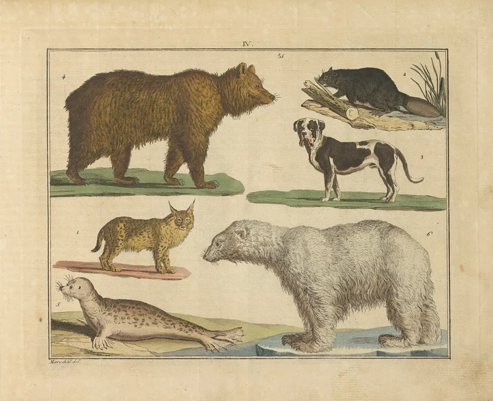 Natural History