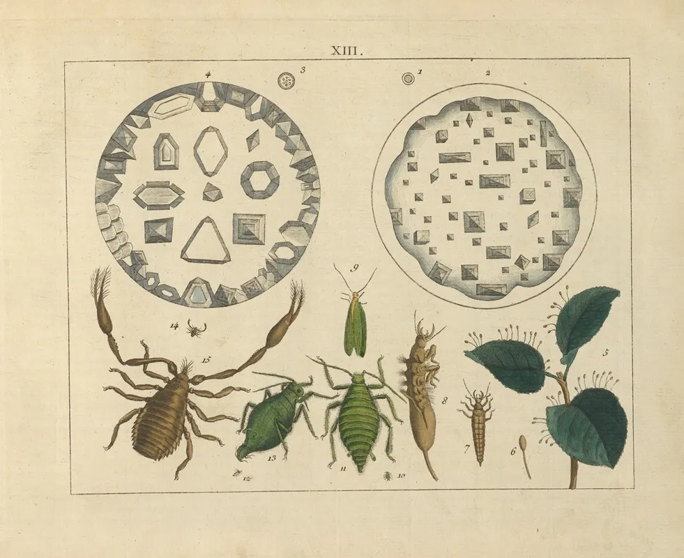 Kupfer Sammlung Besonders Zu Funke Naturgeschichte Und Technologie Pl 12 Wall Art by Schulbuchhandlung - High-Resolution Digital Print