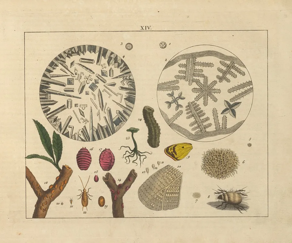 Kupfer Sammlung Besonders Zu Funke Naturgeschichte Und Technologie Pl 13 Wall Art by Schulbuchhandlung - High-Resolution Digital Print