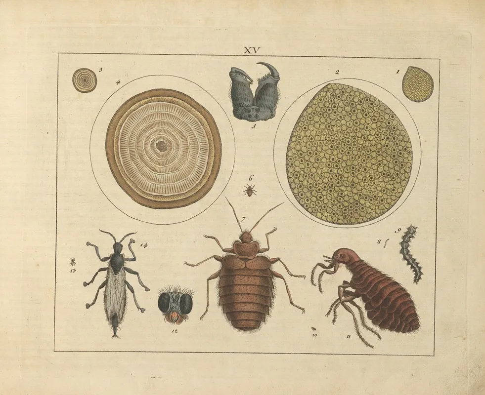 Kupfer Sammlung Besonders Zu Funke Naturgeschichte Und Technologie Pl 14 Wall Art by Schulbuchhandlung - High-Resolution Digital Print