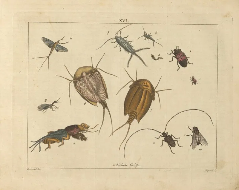 Kupfer Sammlung Besonders Zu Funke Naturgeschichte Und Technologie Pl 15 Wall Art by Schulbuchhandlung - High-Resolution Digital Print