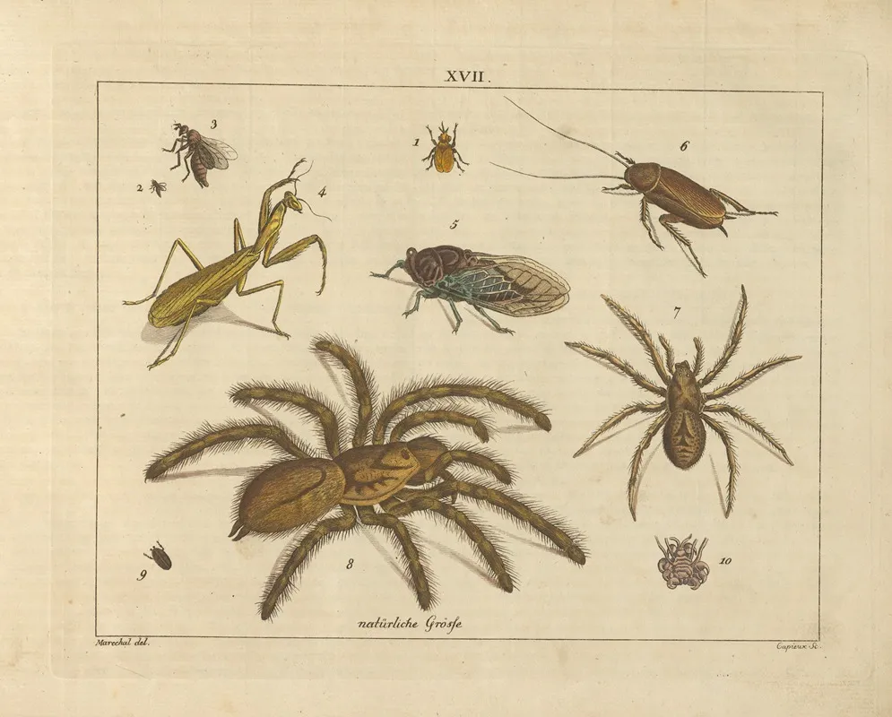 Kupfer Sammlung Besonders Zu Funke Naturgeschichte Und Technologie Pl 16 Wall Art by Schulbuchhandlung - High-Resolution Digital Print