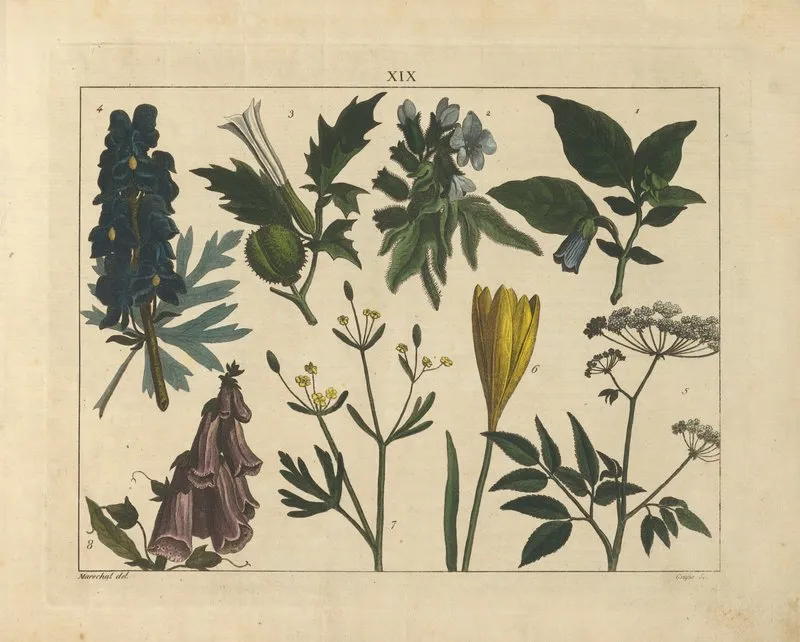 Kupfer Sammlung Besonders Zu Funke Naturgeschichte Und Technologie Pl 18 Wall Art by Schulbuchhandlung - High-Resolution Digital Print