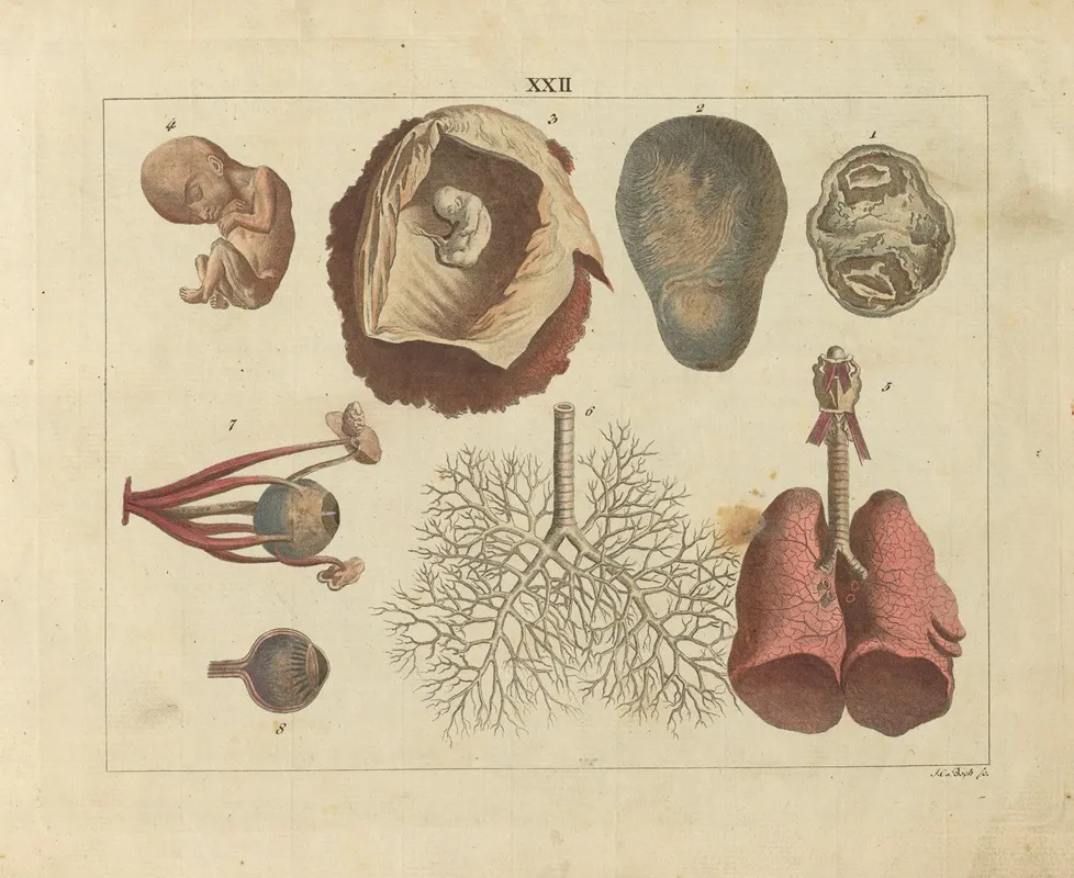 Kupfer Sammlung Besonders Zu Funke Naturgeschichte Und Technologie Pl 21 Wall Art by Schulbuchhandlung - High-Resolution Digital Print