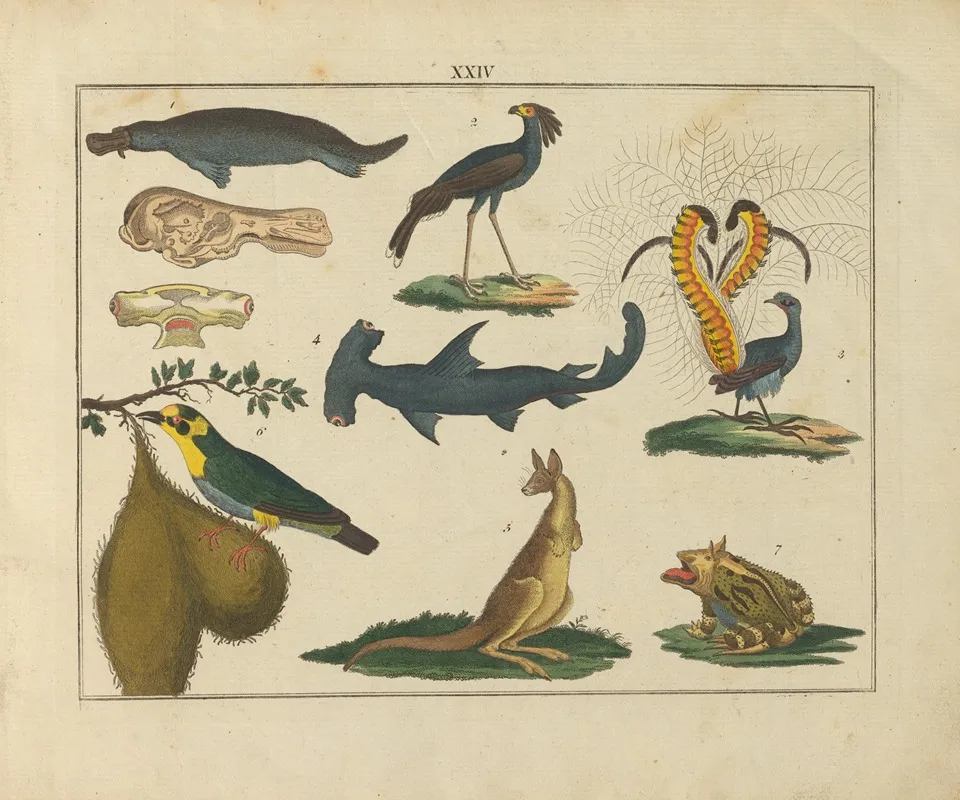 Kupfer Sammlung Besonders Zu Funke Naturgeschichte Und Technologie Pl 23 Wall Art by Schulbuchhandlung - High-Resolution Digital Print